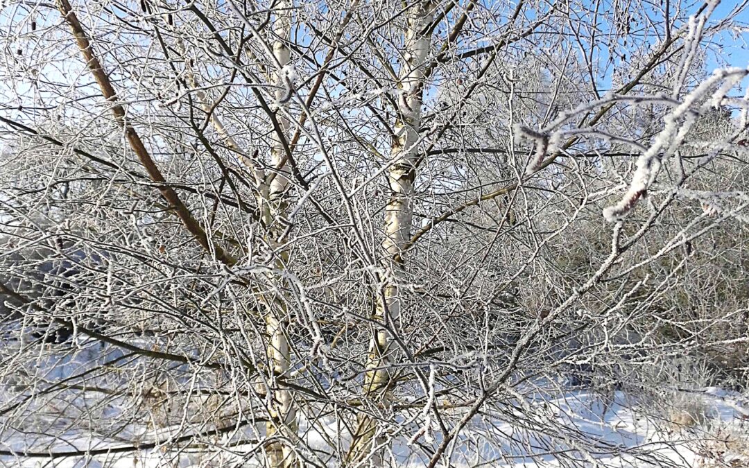 Der Winter bleibt – und doch erwacht schon der Frühling