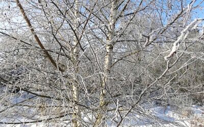 Der Winter bleibt – und doch erwacht schon der Frühling